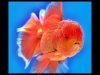 japons-oranda